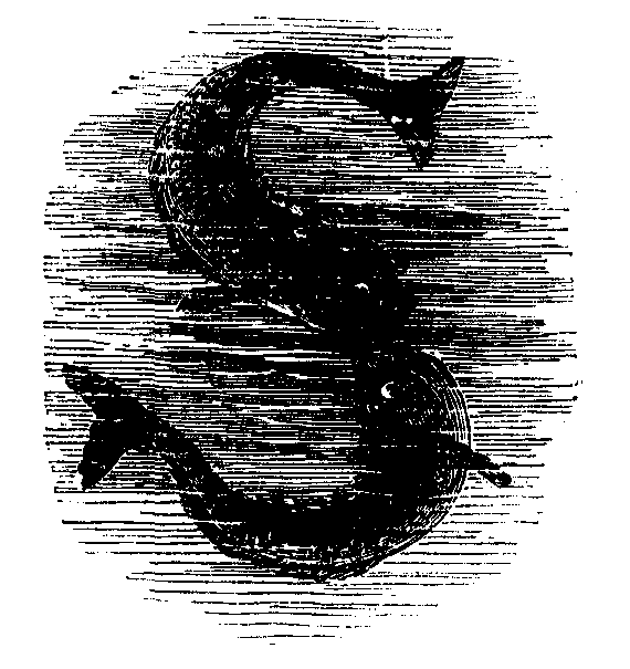 Two whales kiss and form a letter S