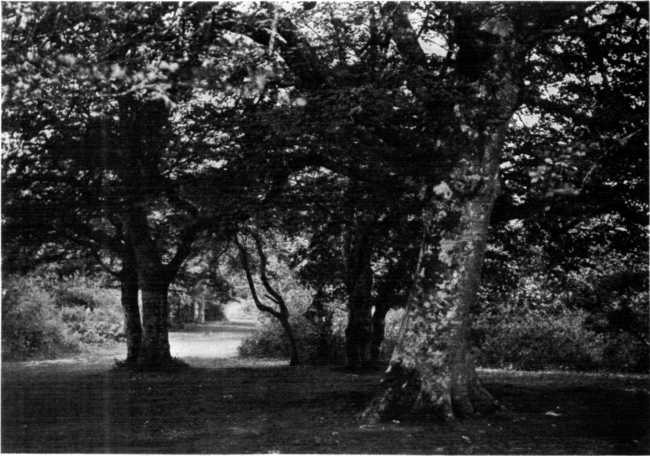 A GLADE IN NEW FOREST.