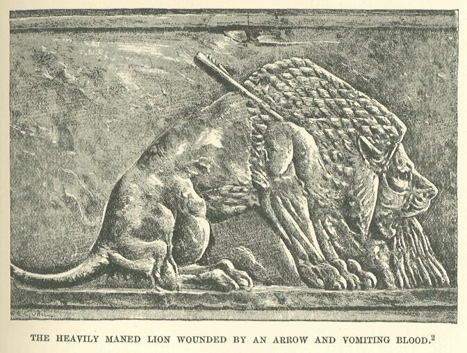 033.jpg the Heavily Maned Lion Wounded by an Arrow And Vomiting Blood. 