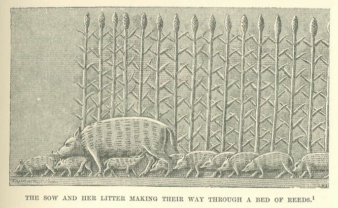 037.jpg the Sow and Her Litter Making Their Way Through A Bed of Reeds. 