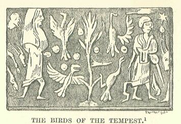 177.jpg the Birds of The Tempest 