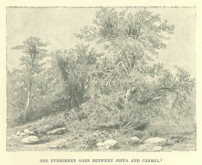 196.jpg the Evergreen Oaks Between Joppa and Carmel 