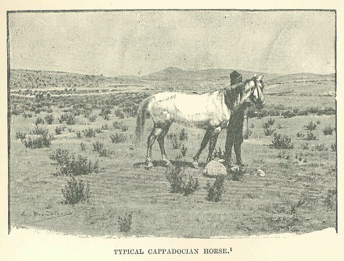 315.jpg a Typical Cappadocian Horse 