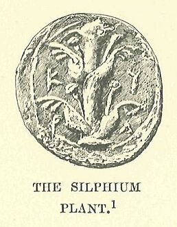 443b.jpg the Silphium 