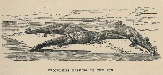 044.jpg Crocodiles Basking in the Sun 