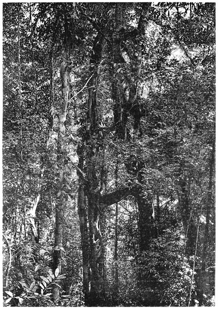 Zwei aus verflochtenen und verwachsenen Lianen entstandene Bäume.