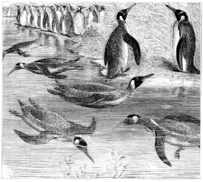 PENGUINS (SWIMMERS AND DIVERS)