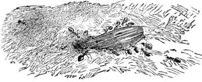 The Cock-chafer's Wing