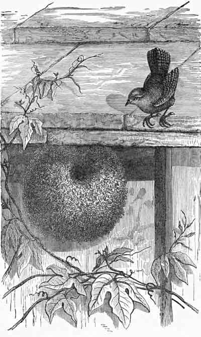 Wrens' Nests