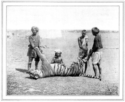 SLAYER OF SEVENTY-SIX NATIVES LAID LOW AT LAST
HE AND HIS MATE RAVAGED A TRACT OF COUNTRY FOUR HUNDRED AND EIGHTY
SQUARE MILES IN EXTENT