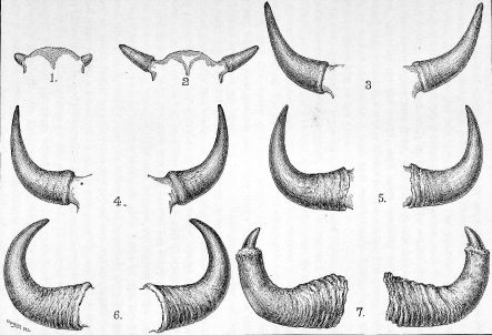 The Development of Buffalo’s Horns