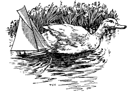 Illustration: The yacht was driven straight on to the duck