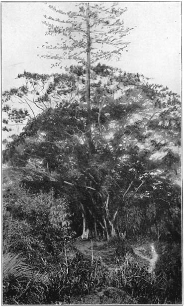 The Gabi Fig Tree, in which Chiefs’ Burial Boxes are Placed and which is Generally Believed to be Haunted by Spirits (the tree).