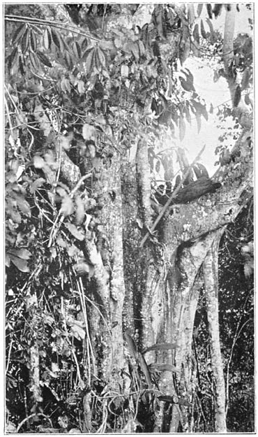 The Gabi Fig Tree, in which Chiefs’ Burial Boxes are Placed and which is Generally Believed to be Haunted by Spirits (the remains of a box in its branches).