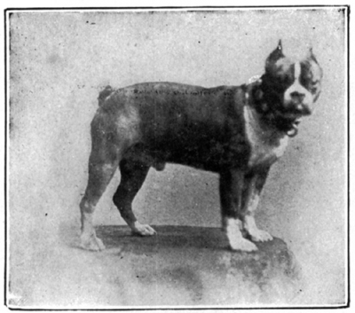 An old-looking photo of a dog