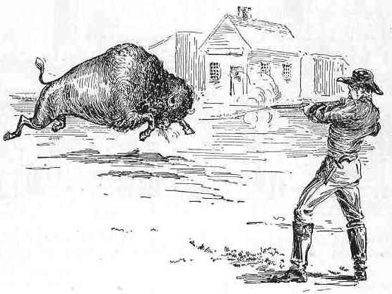 Shooting Buffalo