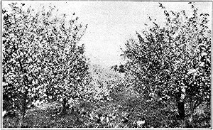 Grimes Golden Apple on G.214 - Cummins Nursery - Fruit Trees