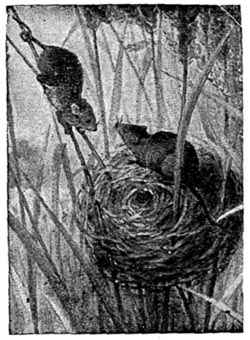 The Harvest Mouse and Nest.