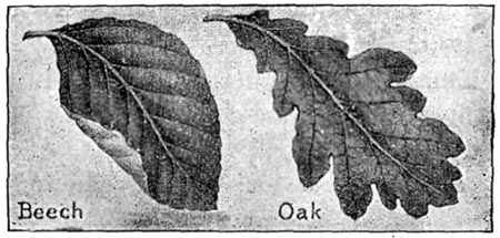 Leaves of the Beech and the Oak.