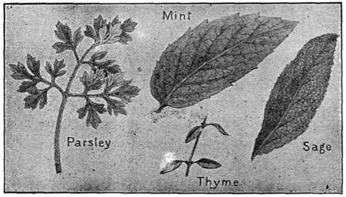 Leaves of Mint, Parsley, Thyme, and Sage.