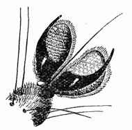 Enlarged view of
Fly's Foot.