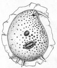 Trichosphaerium sieboldi