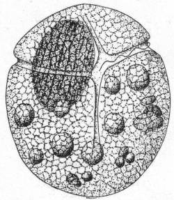 Gymnodinium gracile,
var. sphaerica