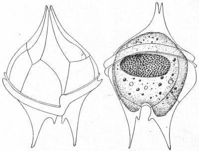 Ventral and dorsal aspects
of Peridinium divergens