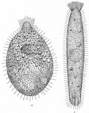 Lacrymaria lagenula
