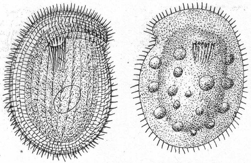 The Project Gutenberg eBook of Marine Protozoa from Woods Hole, by Gary ...