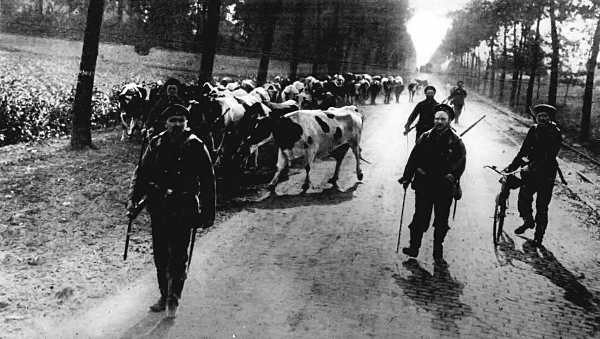 THE COWHERDS OF WAR: ARMED GERMAN MARINES ROUNDING UP CATTLE FOR FOOD FOR THE ARMY IN THE FIELD.