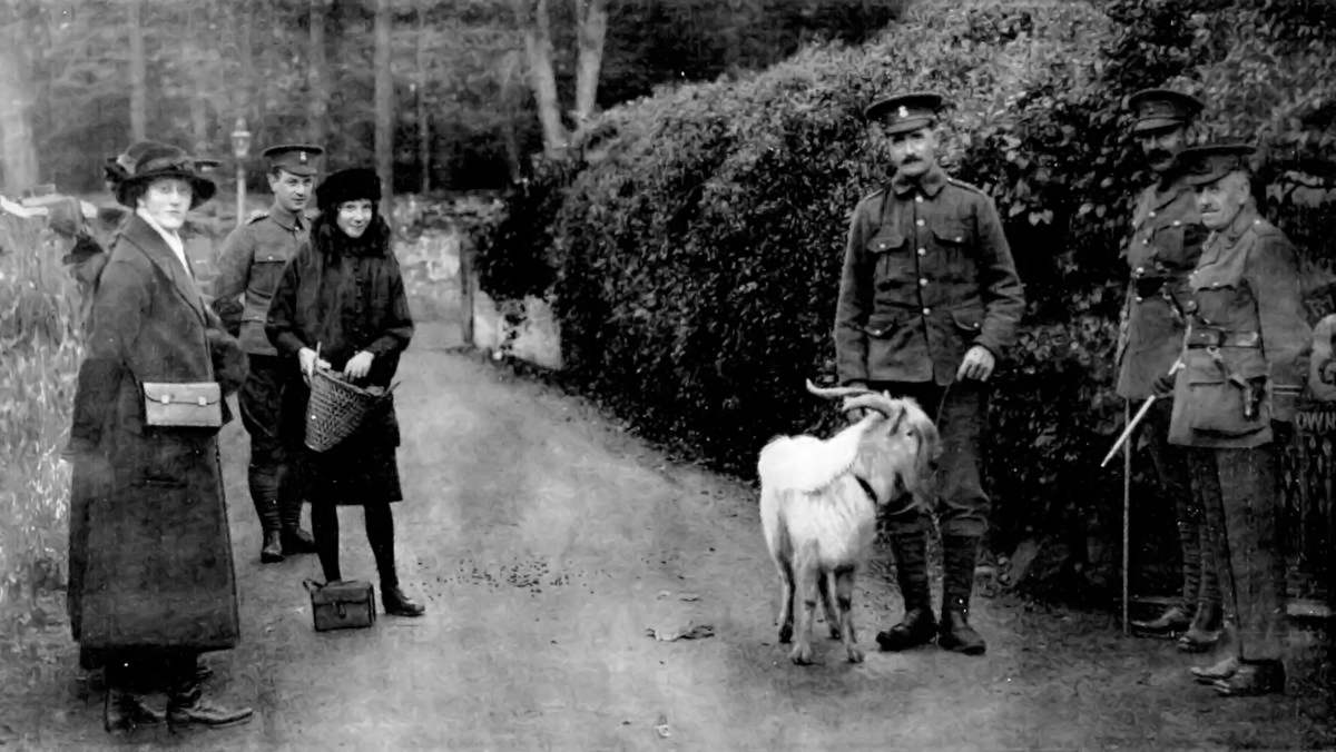 THE KING AS GIVER OF WAR-MASCOTS: THE GOAT PRESENTED BY HIS MAJESTY TO THE 7TH ROYAL WELSH FUSILIERS.