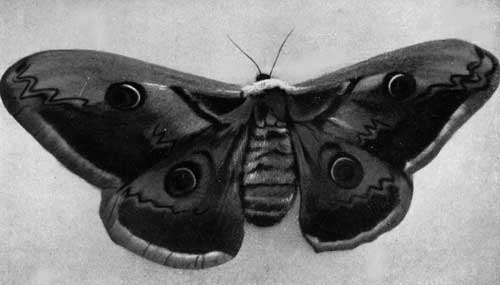 Butterfly Proboscis (Straw & Sponge) - The Infinite Spider