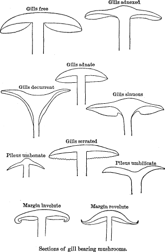 Sections of gill bearing mushrooms.
Gills adnexed/ Gills free/ Gills adnate/
Gills decurrent/ Gills sinuous/ Gills serrated/
Pileus umbonate/ Pileus umbilicate/
Margin involute/ Margin revolute