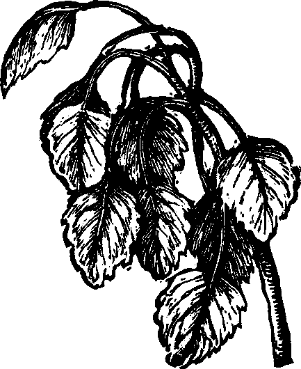 Illustration:
Fig. 118. Aspen.
