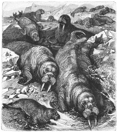 Walrus (Trichechus rosmarus). 1/10 v. d. ware grootte.