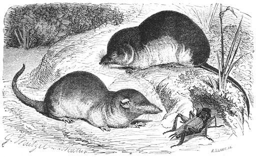 Huis-spitsmuis (Crocidura aranea) en Gewone Spitsmuis (Sorex vulgaris.) Ware grootte.