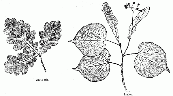 Ink impressions of leaves: White oak. Linden.