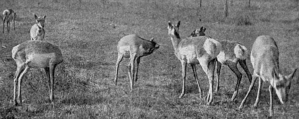 Antelopes of the western plains.