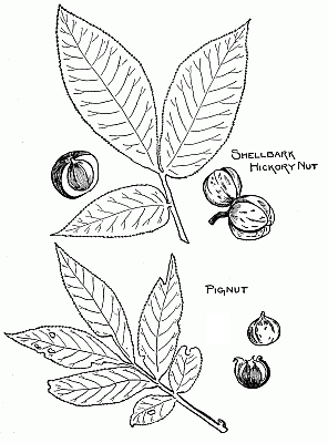 Hickory nuts, sweet and bitter.