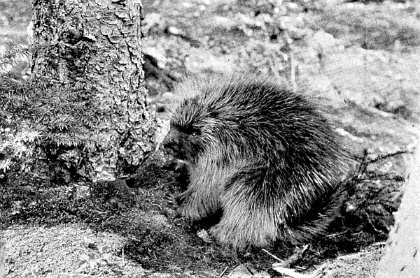 The porcupine stood in the shade but the background was light.
