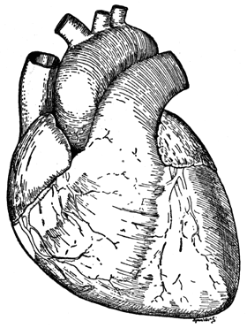 Anatomical drawing of a heart.