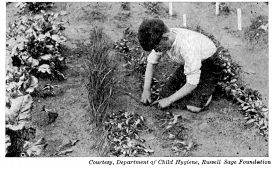 A photograph of a boy planting in a garden