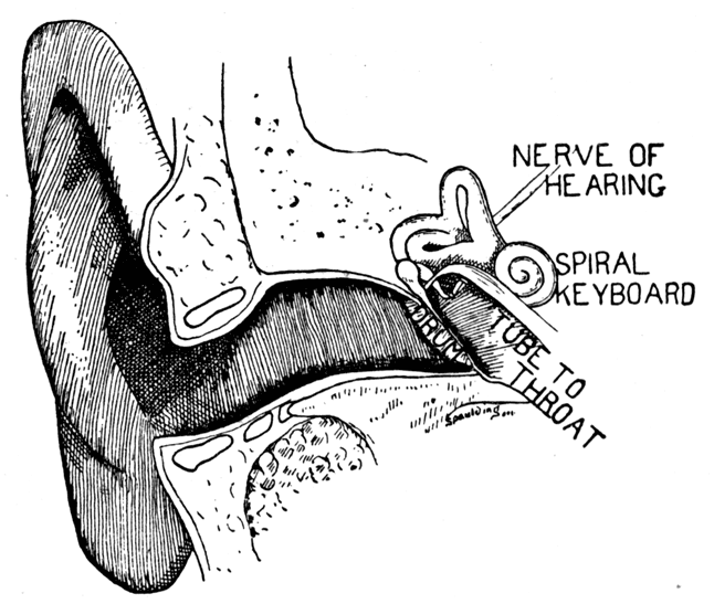 A diagram of the structure of the ear.