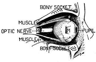 A diagram of an eye.