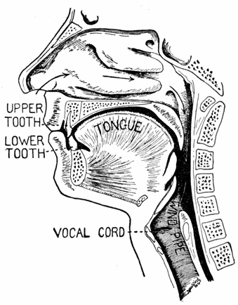 A side-view diagram of the mouth, nose and throat.