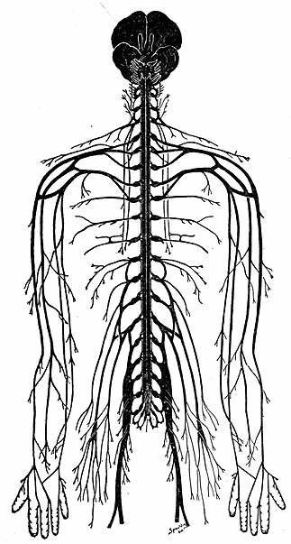 A diagram of the nerves from the brain through the upper body.