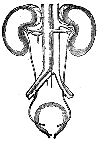 A diagram of the kidneys, ureter and bladder.
