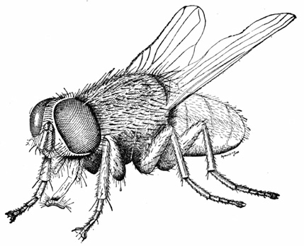 A diagram of a very large version of a house fly.