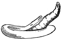 A diagram of a finger-like worm emerging from a disc.